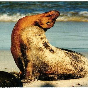 Galapagos 1999